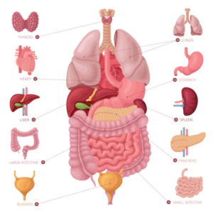 FORMATION PHYSIOLOGIE ECOLE ARNIKA